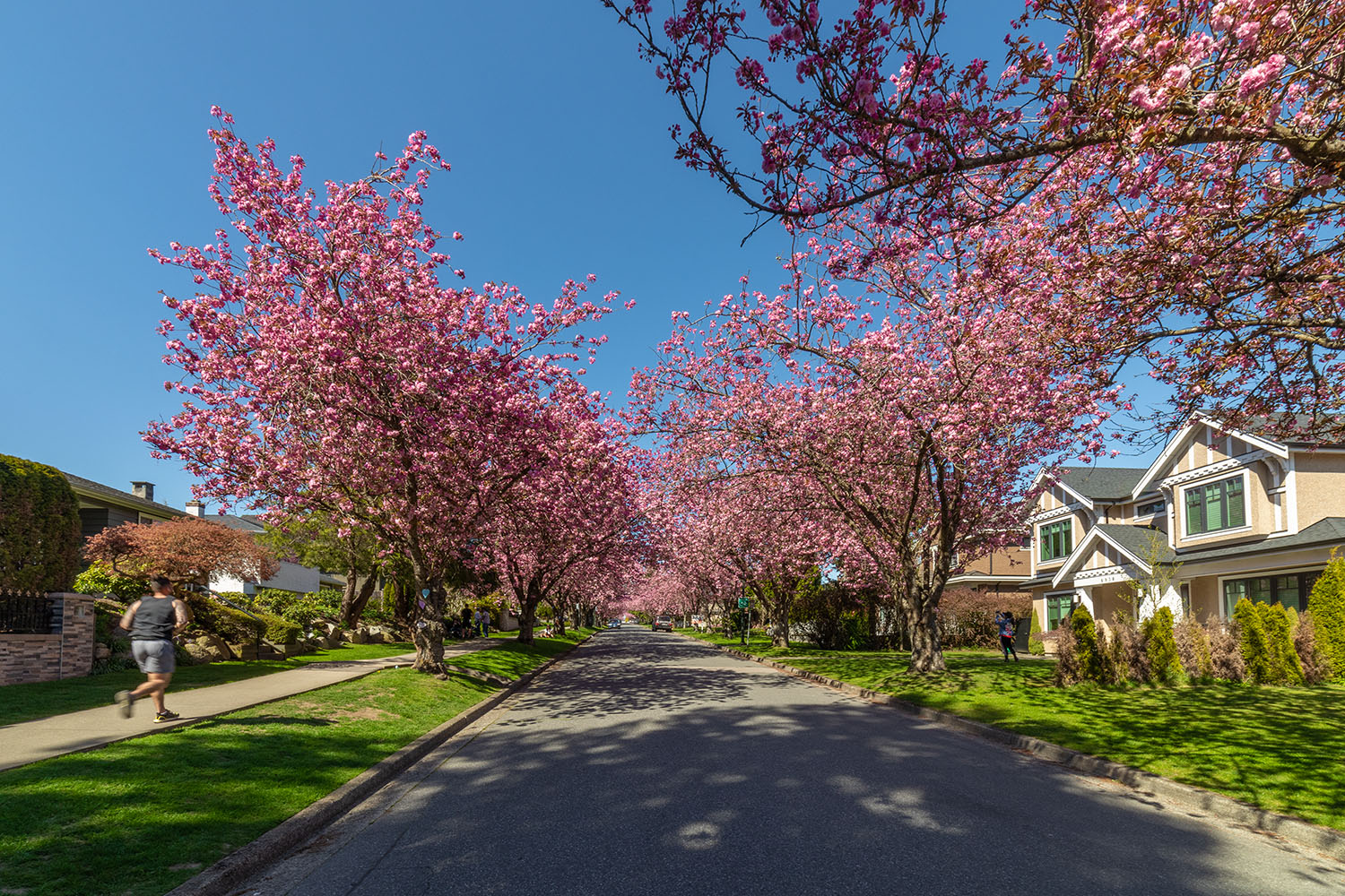 South Cambie